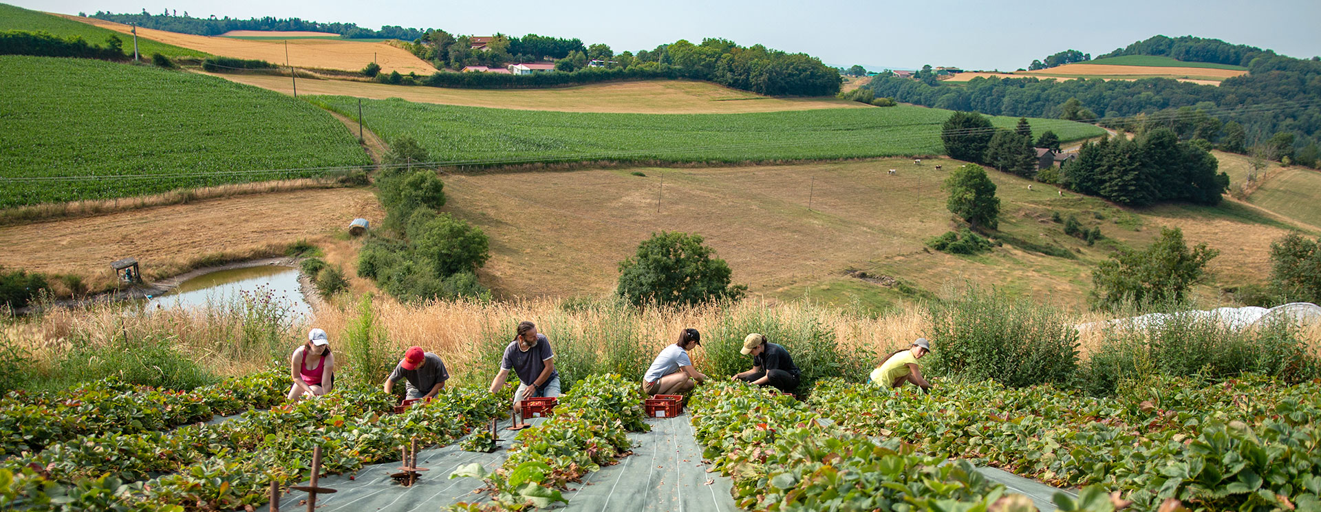 TERR’ÉTIC, collectif de producteurs et transformateurs de fruits dans les Monts du Lyonnais | Fraises